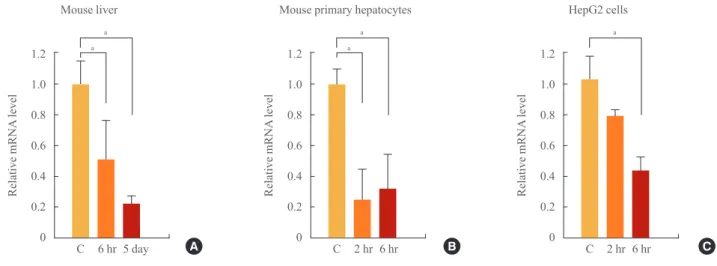 Fig. 1. Effect of thyroid hormone (T3) treatment on small heterodimer partner (SHP) expression