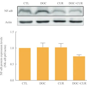 Fig. 4. Effect of docetaxel (DOC) and curcumin (CUR) treatment  on the nuclear factor κB (NF-κB) pathway