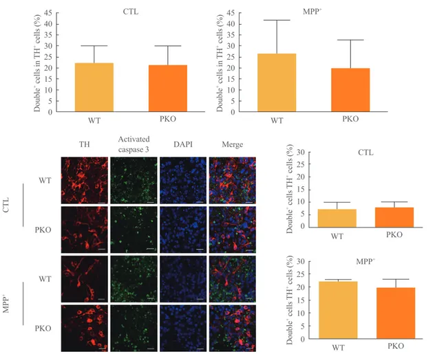 Fig. 4. Activity of caspase 3 in 1-methyl-4-phenylpyridinium (MPP + ) treated wild-type (WT) and parkin knockout (PKO) dopaminergic  neurons