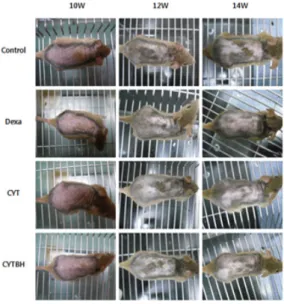 Fig.  1.  Comparison  of  skin  manifestation  in  NC/Nga  mice  between  control  and  experimental  group