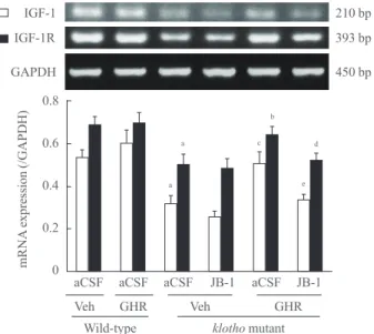 Fig. 2. Effect of a growth hormone (GH)-releaser diet on the  mRNA expression of insulin-like growth factor-1 (IGF-1) and  IGF-1 receptor in the hippocampus of klotho mutant mice