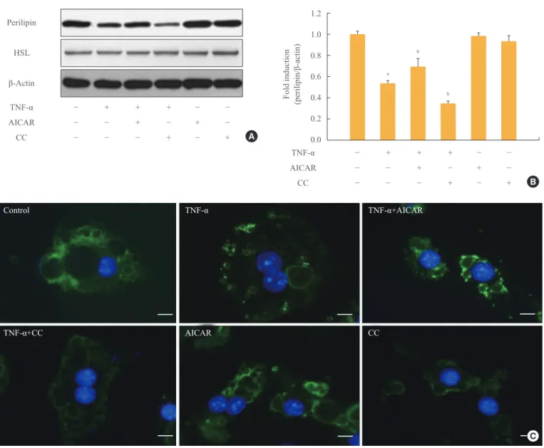 Fig. 2. AMP-activated protein kinase (AMPK) attenuates the tumor necrosis factor (TNF)-α-induced decrease in perilipin