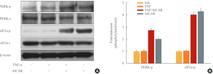 Fig. 3. AMP-activated protein kinase (AMPK) stimulates phosphorylation of protein kinase RNA-like endoplasmic reticulum kinase  (PERK)/eukaryotic initiation factor 2 α (eIF2α)