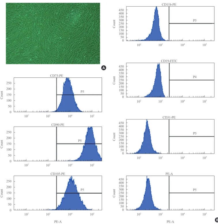 Fig. 1. Adipose-derived stem cells (ADSCs). (A) ADSCs exhibited fibroblast-like morphology and adhered to plastic, as assessed by  light microscopy (×40) at passage three