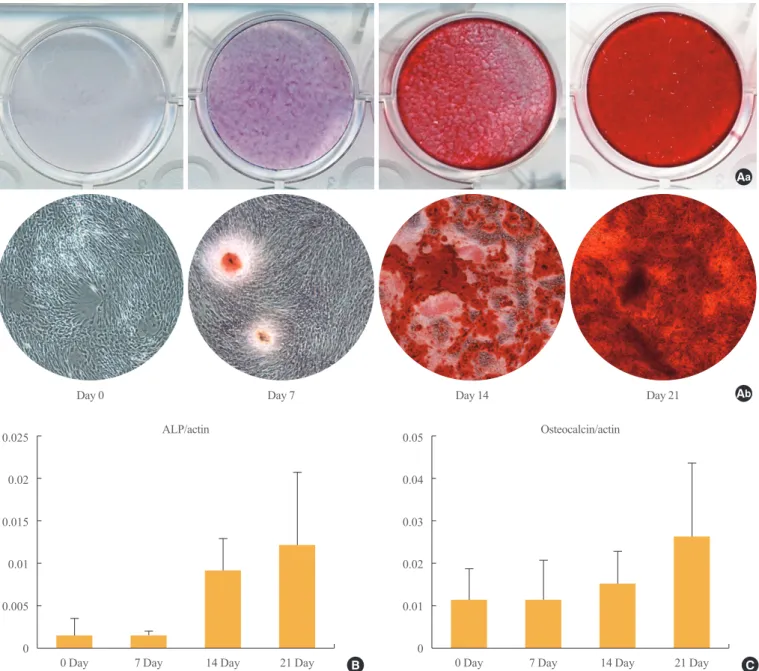Fig. 2. Osteogenic differentiation of adipose-derived stem cells. (A) Calcification, detected by Alizarin red staining and indicative of  mineralization, was assessed by (Aa) gross appearance and (Ab) light microscopy (×40) at days 0, 7, 14, and 21