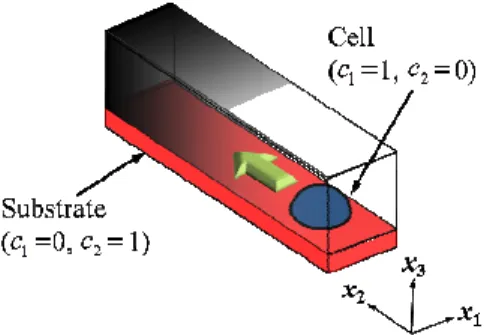 Fig.  1 A  schematic  drawing  of  chemotaxis  of  neutophil. 