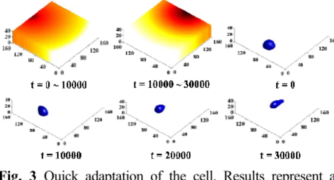 Fig.  3   Quick  adaptation  of  the  cell.  Results  represent  a  temporally  changing  gradient  field