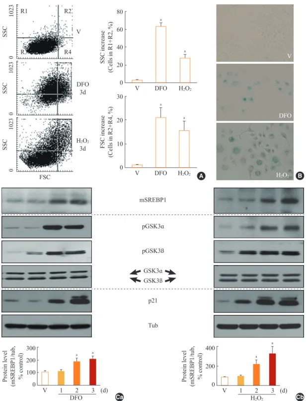 Fig. 1. Increase in glycogen synthase kinase 3 (GSK3) phosphorylation and mature sterol regulatory element binding protein 1 (SREBP1)  in stress-induced senescence