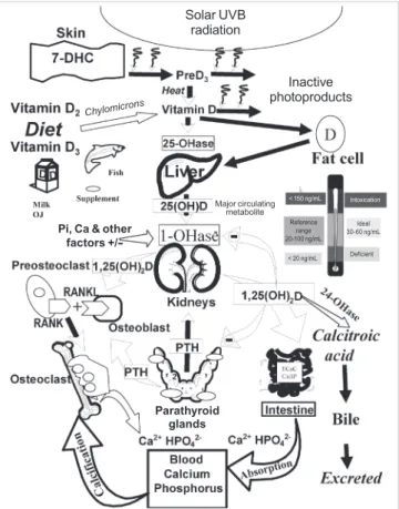 Fig. 1. Schematic representation of the synthesis and metabolism of vitamin D  for regulating calcium, phosphorus, and bone metabolism. During exposure to  sunlight 7-dehydrocholesterol in the skin is converted to previtamin D 3  . Previta-min D 3  immedia