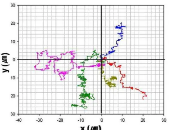 Fig. 7 Tracks of microbeads in the presense of chemoattractant which is located at the west side of the observation window