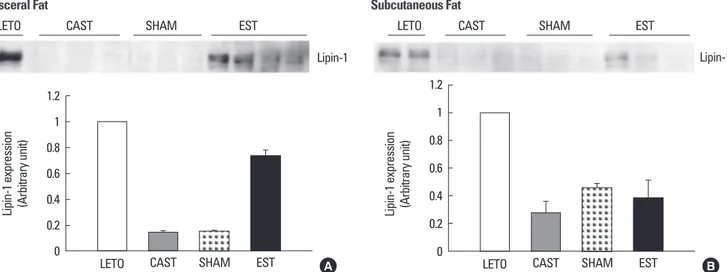 Fig. 3.  Protein expression of lipin-1 in visceral and subcutaneous adipose tissues of rats