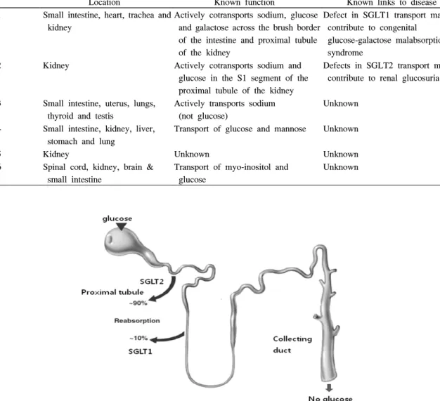 Fig.  1.  Glucose  transporters  in  the  renal  proximal  tubule  in  normal  individuals.