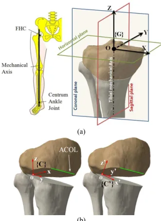 Fig.  2  (a)  Global  coordiates  and  (b)  Local coordinates  of  a  cut  tibia model: befor  correction  {C}  and  after correction {C’}   