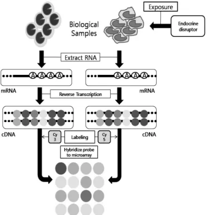 Fig.  3.  Microarray  process.  Control  mRNA  and  endocrine  disruptors  treated  mRNA  were  hybridized  into  cDNA  respectively