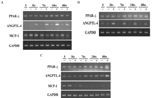 Fig.  4.  Effect  of  GW501516  on  PPAR- δ  and  its  target  genes,  ANGPTL4  and  MCP-1  expression