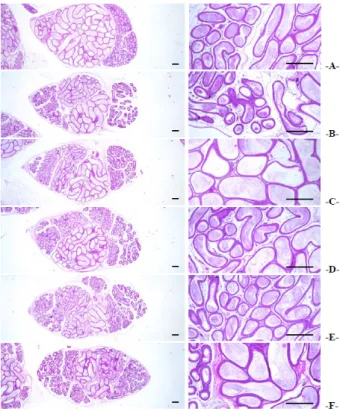 Fig. 8. Representative prostate histological images, taken from intact  or PTU-treated rats