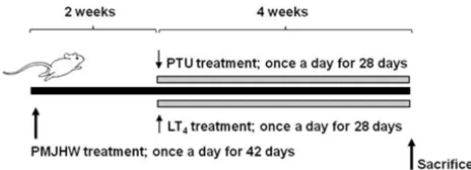 Fig. 1. Experimental designs used in this study. Six groups, each of 8  rats per group were selected after 15 days of acclimatization based  on the body weights (average, 285.96±9.88 g; ranged in 272.00∼