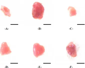 Fig. 4. Representative testis and epididymis gross images, taken from intact  or  PTU-treated  rats