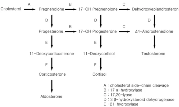 Fig.  3.  Multiple  hormones  are  needed  in  adrenal  steroidogenesis.
