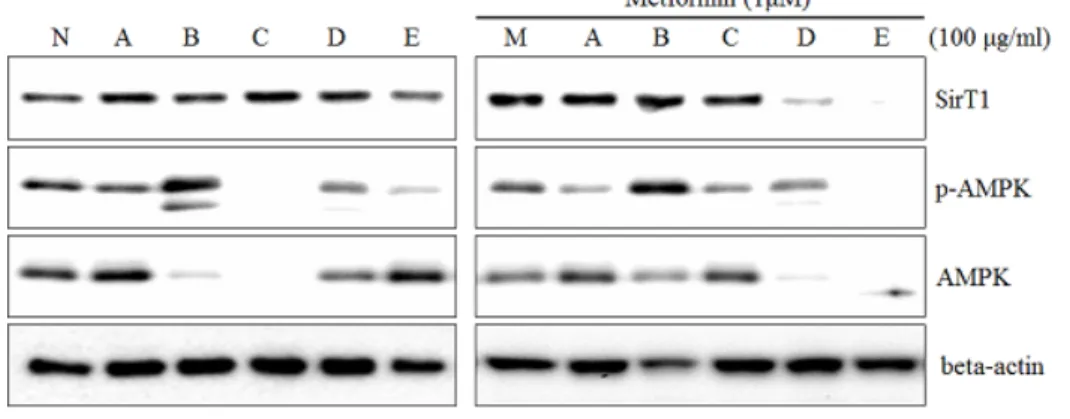 Fig. 1. Differential effects of extract  on  Metformin-induced  SirT1  and  p-adenosine   monophosphate–acti-vated  kinase  (p-AMPK)  expression  in  RAW  264.7  cells
