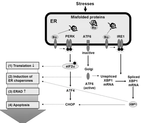 Fig.  2.  소포체스트레스에 의한 신호전달.
