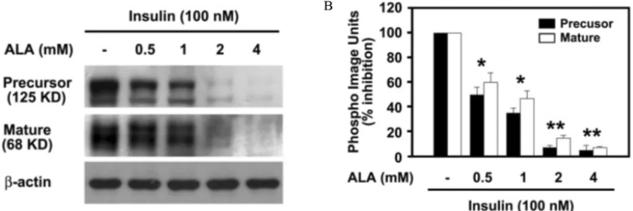 Fig.  2.  Effect  of  ALA  on  insulin-stimulated  SREBP-1c  protein  expression  in  HepG2  cells
