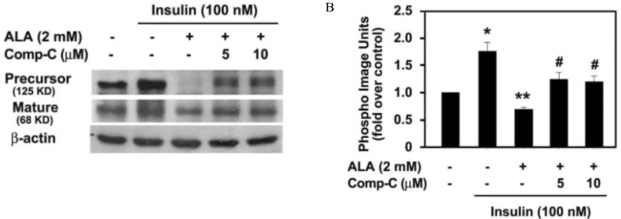 Fig  5.  Effect  of  Compound  C  on  ALA  inhibition  of  insulin-stimulated  SREBP-1c  protein  expression
