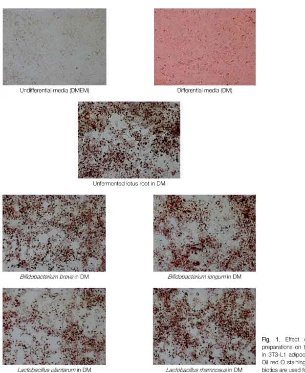 Fig.  1.  Effect  of  fermented  lotus  preparations  on  the  fat  accumulation  in  3T3-L1  adipocytes  is  measured  in  Oil red O  staining