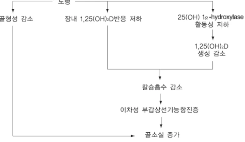 Fig.  5.  Differentiation  of  osteoclasts.