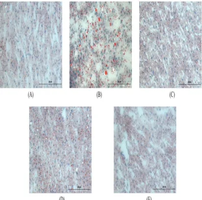 Fig. 18.  The  histological analysis  of the  liver tissues after treatment of  high fat  diet  fed mice (Oil  red-O staining,  ✕200)