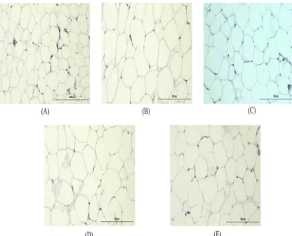 Fig.  19.  The  histological  analysis  of  the  visceral  fat  tissues  after  treatment  of  high  fat  diet  fed  mice  (H&amp;E  staining,  ✕200)