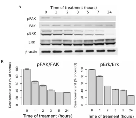 Fig.  4.  Effect  of  simvastatin  on  activation  of  FAK  and  ERK  in  ARO  cells.  Cells  were  exposed  to  10  uM  simvastatin  for  0~24  h  and  activation  patterns  of  FAK  and  ERK  were  determined  by  immunoblot  analysis  as  described  in 