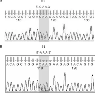 Fig.  2.  Representative  direct  sequences  for  exon-2  of  N-ras  gene  using  DNA  from  papillary  thyroid  carcinoma  (A)  and  follicular  carcinoma  (B)