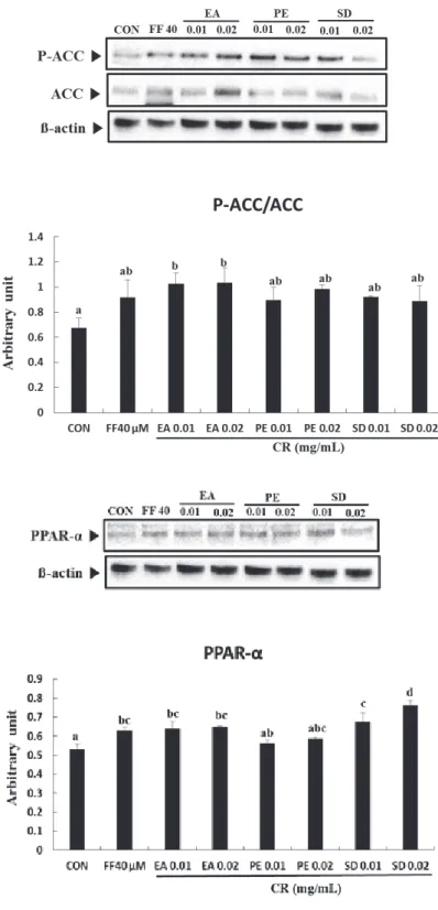 Fig.  7.  Effects  of  essential  oil  from  Cnidii  Rhizoma  (CR)  on  peroxisome  proliferator-activated  receptor-α (PPAR-α) protein expression in 3T3-L1 adipocytes