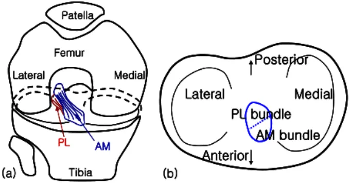 Fig. 1 (a) Front view of the knee joint at flexion:   