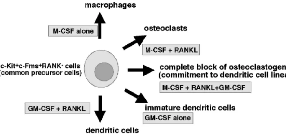 Fig.  1.  Osteoclast,  macrophage  and  dendritic  cell  differentiation  from  common  precursor  cells.