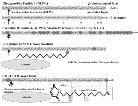 Fig  1.  Amino  acid  sequence  of  GLP-1  and  incretin  mimetics  under  development  as  antidiatetic  drugs