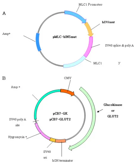 Fig.  1.  Schematic  of  expression  plasmids.  A.  generalized  map  of  plasmid  used  for  expression  of  human  insulin;  B
