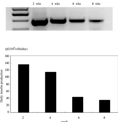 Fig.  5.  RT-PCR  analysis  of  insulin  mRNA  and  daily  insulin  production  in  C2C12  derived  cell  line.