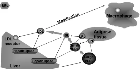 Fig.  1.  Endogenous  pathway  of  lipid  metabolism.  IDL,  intermediate-density  lipoprotein;  LDL,  low-density  lipoprotein; 