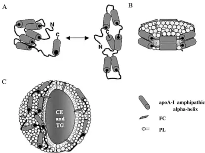 Fig.  3.  Structure  of  high-density  lipoprotein.  FC,  free  cholesterol;  PL,  phospholipid.