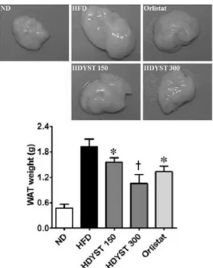 Fig.  8.  Effect  of  HDYST  on  serum  triglyceride  levels  in  high  fat  diet-fed  mice