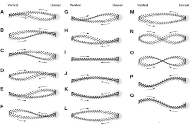 Fig. 1 Schematic of wing tip trajectory(refer from Lehmanm et al. (2) )