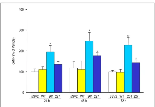 Fig.  3.  Effect  of  transient  transfection  of  gsp  oncogenes  into  GH3-GHRHR  cells  on  GH  release