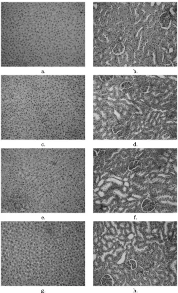 Fig.  7.  The  histological  finding  on  TTC  ((a  and  c)  normal  brain,  (b  and  d)  BCCAO).