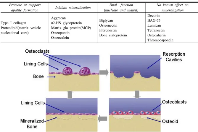 Fig.  1.  Bone  remodeling  is  accomplished  by  cycles  involving  the  resorption  of  old  bone  by  osteoclasts  and  the  subsequent  formation  of  new  bone  by  osteoblasts.