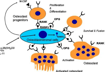 Fig.  3.  Osteoblast/stromal  cell  and  osteoclast  coupling  mediated  through                RANKL/RANK  interactions.
