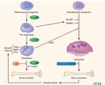 Fig.  4.  Factors  that  modulate  the  differentiation  and  function  of  osteoblast  and  osteoclast.