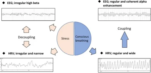 Fig. 1. Diagram of interconnection among respiration, heart beat and brain wave. 도 뇌파측정기를 사용하여 실험하였다