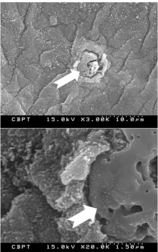 Fig. 13 SEM photographs of 'P' treated CB 농도를 유지하고 황산 (SA) 수용액의 농도를 90% 로 증가시켰으며 환류 , (reflux) 처리 시간을 다르게 하 여 비교하였다 